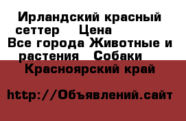 Ирландский красный сеттер. › Цена ­ 30 000 - Все города Животные и растения » Собаки   . Красноярский край